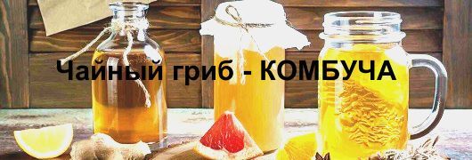 Чайный гриб - Комбуча